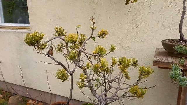 Bonsai-sosna drobnokwiatowa i kosodrzewina(pinus mugo i parviflora) смотреть онлайн