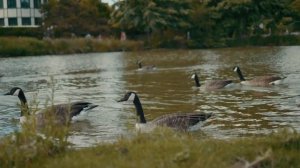 IBIS | cinematic short film GH5 & Leica 25 mm 1.4 H-X025