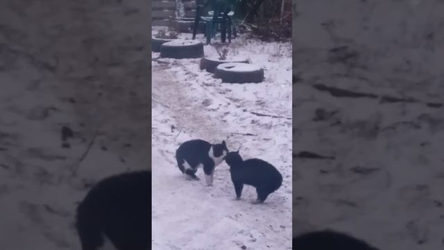 разборки нашего двора смотреть онлайн