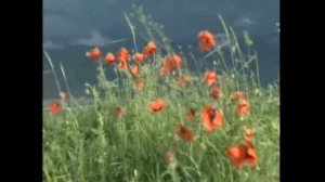 Афзалшох Шодиев  модар ту дигар ба пешвозам дами дар намебарои