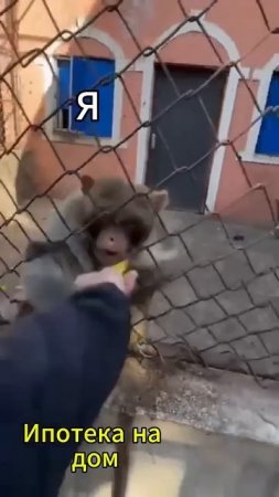 Карточка видео