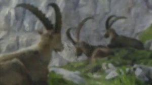 Yak handa kun ai gul - Як ханда кун эй гул