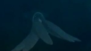 BBC Дикий Мир Будущего Через 200.000.000 Лет. BBC Future Is Wild Over 200 Million Years