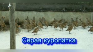 Кеклик альбинос | серая куропатка💜🐔🐓🐔🐓💖Разведение горной куропатки