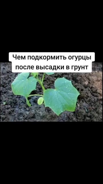Чем подкормить огурцы после высадки в грунт