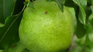 Груша Золотоворітська