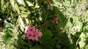 ♥La Maison et le Jardin♥