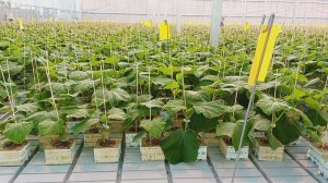 СВОЙ УРОЖАЙ