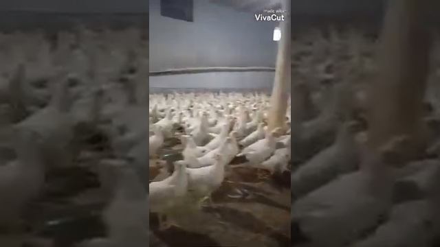 несушка ломан сенди малотка сотувда смотреть онлайн