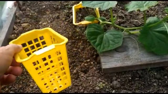 ШПАРГАЛКА 17.  Высаживание рассады. Пошагово.
