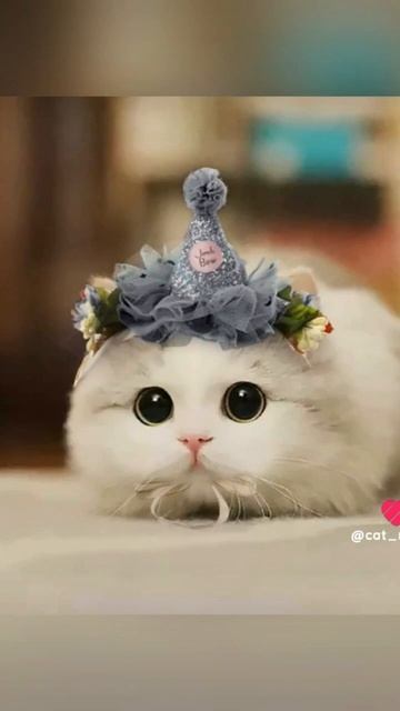 #рекомендации #котики #гоурек #животные #милые #мода #собакиикошки