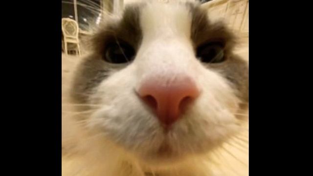 BigBabyTape - Kari (но поет араб) смотреть онлайн