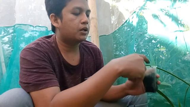 Argyra Hidroponik: Media Arang Sekam, Memindahkan Bibit dari Modul Semai ke Peremajaan