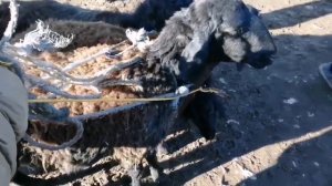 МОЛБОЗОРИ ЁВОН НАРХИ АСП БАРАЧАХО КУШКОРИ КАЛОН