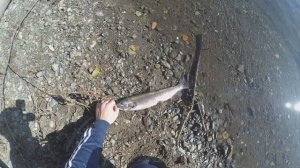 Ловля Кижуча.