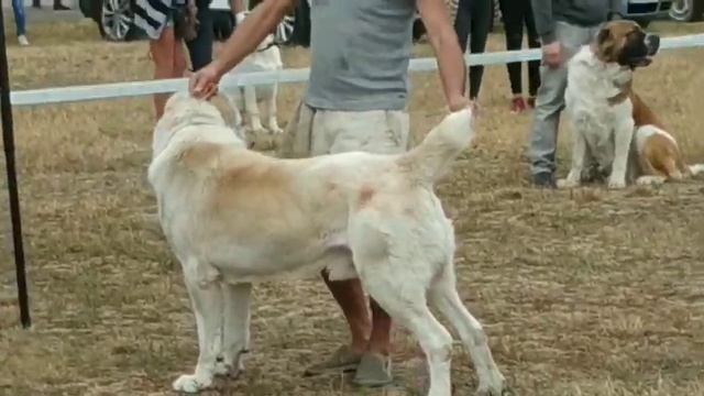 Кривбас 2020 Лучший в породе! Моно выставка. смотреть онлайн