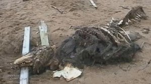 SCP - 682 неуязвимая рептилия