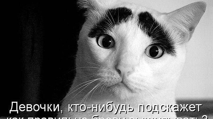 Друг в беде не бросит. смотреть онлайн