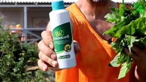КАК ВЫРАСТИТЬ ВКУСНЫЙ СОЧНЫЙ ЩАВЕЛЬ. Без дырок, без болезней, без пятен.