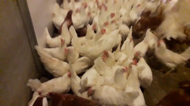 мургои нав овардагимон дар фермаи Олмон смотреть онлайн