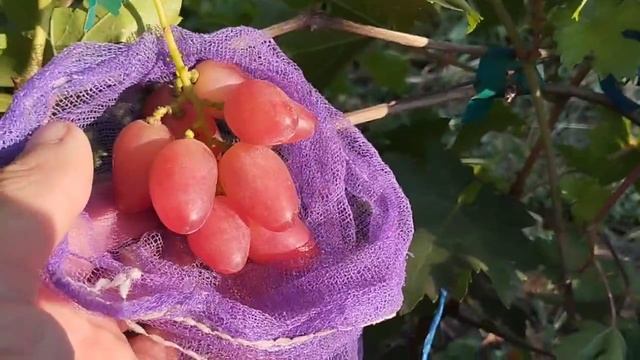 Сеянцы новинки.Красивый окрас 31 июля 2024 год.Виноградник Щереденкова В.А.mp4
