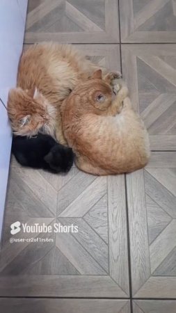ВОТ КОМУ ХОРОШО В ДЕРЕВНЕ ЖИВЕТСЯ!!!Shorts