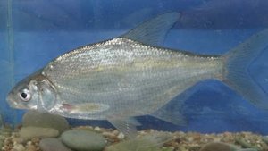 Реальная рыбалка 2. Белоглазка