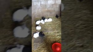 Вольер для кроликов/вольерное содержание кроликов/Кролиководство  TV