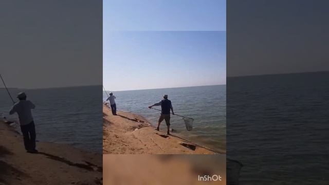 ШАРДАРАДА..ТРОФЕЙ ТУСТІ 1ШІ РЕТ ҚАНДАЙ ЕКЕНІН КӨРІҢІЗДЕР смотреть онлайн