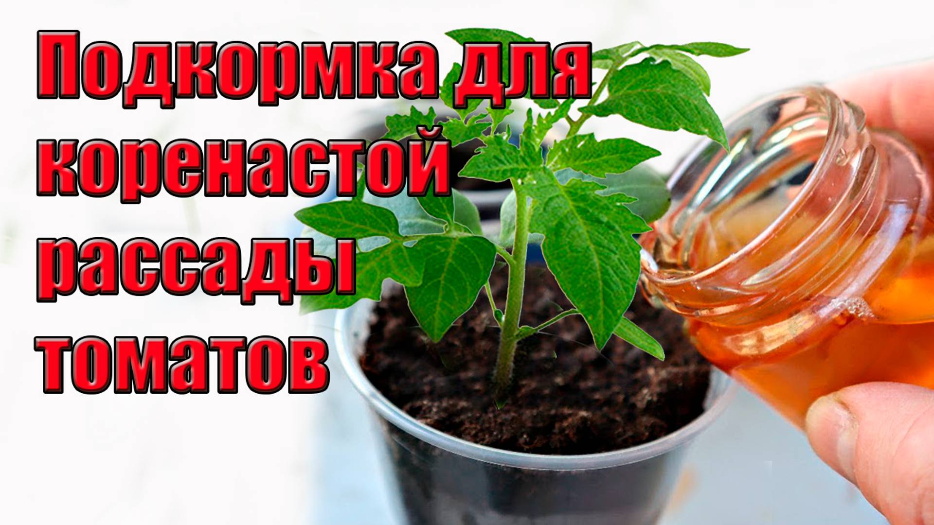 Подкормка для коренастой рассады томатов
