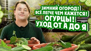 Зимний огород! Всё легче чем кажется! ОГУРЦЫ! УХОД ОТ А ДО Я