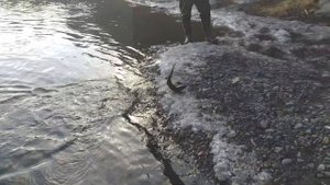 Рыбалка на лангери Арктический голец