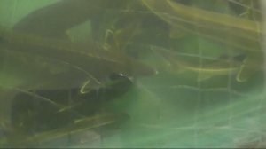 Алексин.Рыбхоз