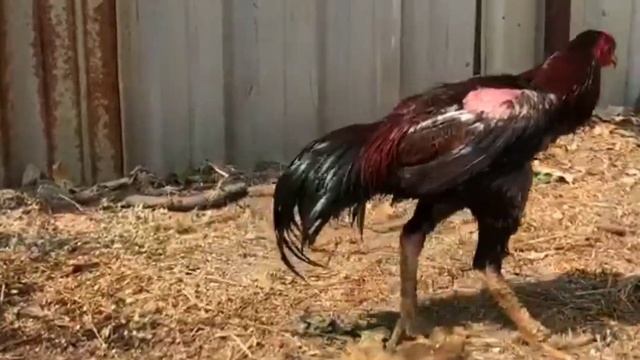 old line aseel pair | female pure raampuri | hard hitter double body | dry shanks | sharp beaks смотреть онлайн