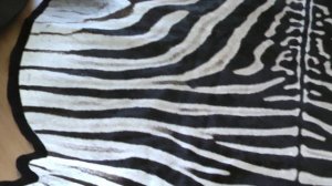 Genuine African Zebra Skin Rug Felt Backed 100% Legal Stocked in the USA