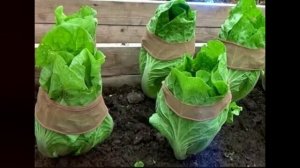 ПЕКИНСКАЯ КАПУСТА