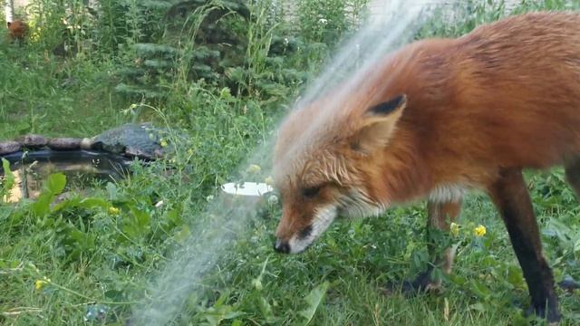 Лиса против воды
