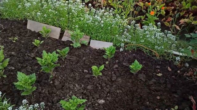 Вести из сада. 15 июля 2023 смотреть онлайн