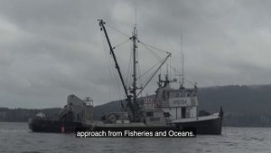 Sea Shepherd Calls on Canadian Government to End B.C. Herring Roe Fishery