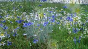 релакс Шопен красивая, успокаивающая музыка   YouTube