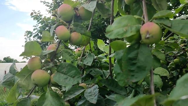 Кубань. Обзор хоздвора и огорода на 18 июня. Живём в станице. смотреть онлайн