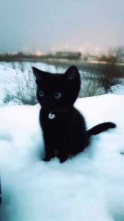 чёрный кот на белом снегу.#котики #рее подписка лайки 🤎🤎🤎