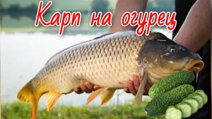 Ловля карпа на кружки