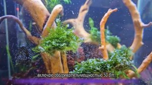 Мой первый запуск аквариума!