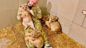 Я не могу назвать это РАБОТОЙ, это такая радость когда ты видишь как дикие львята становятся ручными