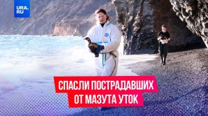 Как спасают уток, пострадавших от мазута, на берегу Черного моря