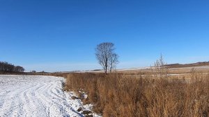 Охота на фазана в Ромненском районе Амурской области.