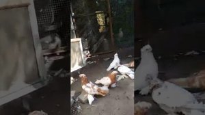 Двухчубый голуби Pigeons