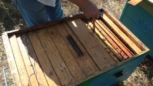 Вывожу молодую матку в сентябре. Метка матки. Побудительная подкормка.