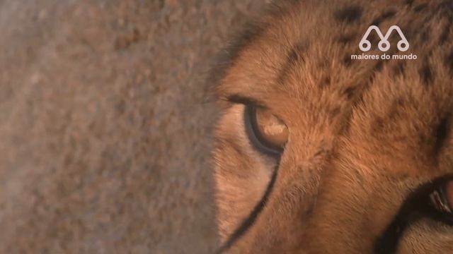 IMPALA MATA GUEPARDO COM CHIFRADA? смотреть онлайн